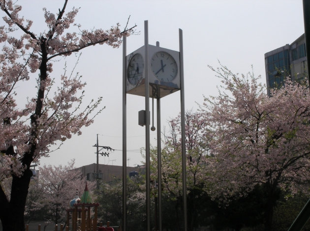 桜とマッチする時計